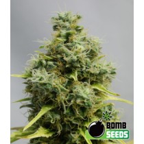 Big Bomb – Bomb Seeds