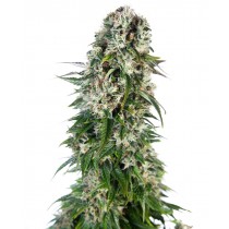 Big Bud Auto - Sensi Seeds