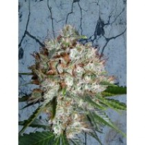 Big Bud XXL – Ministry Seeds