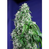 Big Devil F1 Fast Version Sweet Seeds