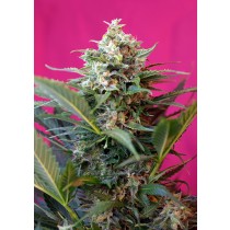 Big Devil XL Auto Sweet Seeds