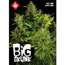 Big Skunk – Pure Seeds