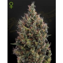 Big Bang Auto - Green House Seeds