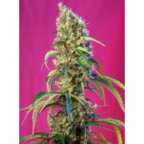 comprar semillas black jack cbd de sweet seeds