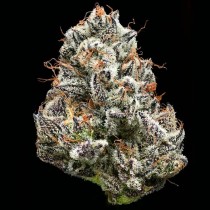 Black Cherry Gushers - Barney´s Farm