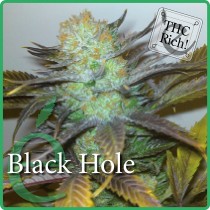 Black Hole – Elite Seeds