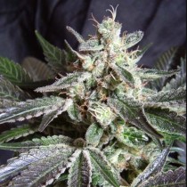 Black Jack Sweet Seeds