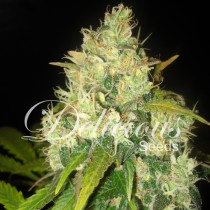 Black Russian – Delicious Seeds
