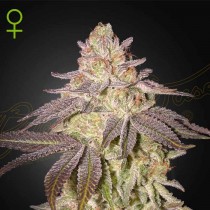 Black Toffee Auto - Green House Seeds