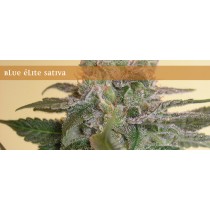 Blue Elite Sativa – Elite Seeds