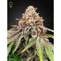 Blue Haze x Gelato 41 Auto – Green House Seeds