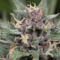 comprar semillas feminizadas blue hell auto de medical seeds