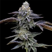 Blue Dream - Barney´s Farm