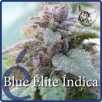 Blue Elite Indica – Elite Seeds