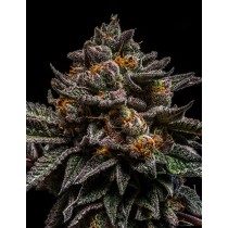 comprar semillas brain cake de rippe seeds