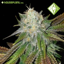 10 Semillas Feminizadas - Bruce Banner - Houseplant Seeds