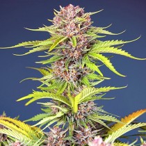 Mimosa Bruce Banner XL Auto - Sweet Seed