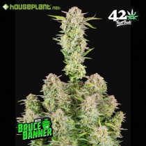 Bruce Banner Auto - Fast Buds 
