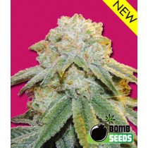 Bubble Bomb – Bomb Seeds