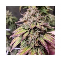 The Bridge - Purple City Genetics - 10 Semillas Feminizadas