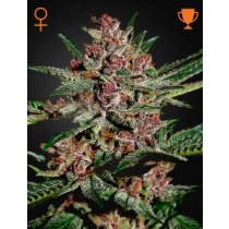 comprar semillas feminizadas bubba kush de green house