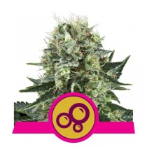 semillas bubble kush de royal queen seeds