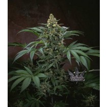 Bubblegum Regular – T.H. Seeds