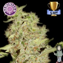 Bubblegum – Kera Seeds