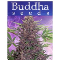 Buddha Purple Kush - Buddha Seeds
