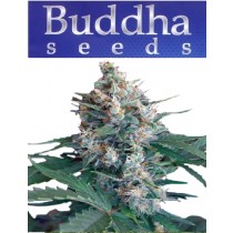 White Dwarf - Buddha Seeds