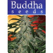 Deimos - Buddha Seeds