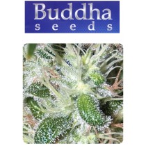 Pulsar - Buddha Seeds