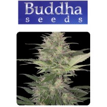 Red Dwarf - Buddha Seeds