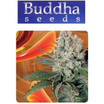 Syrup - Buddha Seeds