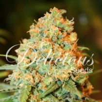 Critical Super Silver Haze – Delicious Seeds