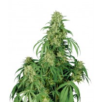 Calamity Jane Auto - Buddha Seeds