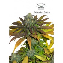 California Orange – Dutch Passion