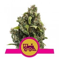 comprar semillas candy kush expres de royal queen seeds