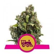 comprar semillas candy kush expres de royal queen seeds