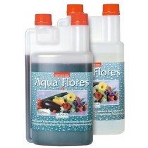 Aqua flores canna