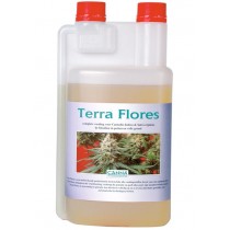 Terra flores canna