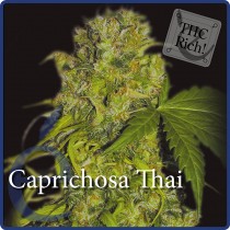 Caprichosa Thai – Elite Seeds