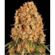 Orange Sherbert – Barney’s Farm