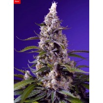 Banana Cream Cake XL Auto - Sweet Seeds