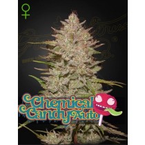 Chemical Candy Auto - Green House Seeds