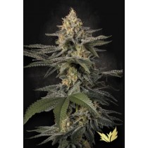 Glowstarz - Paradise Seeds