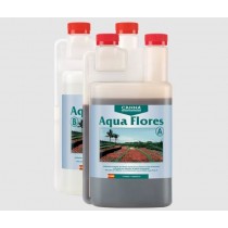 Aqua flores canna