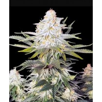 Amnesia - Ganja Farmers