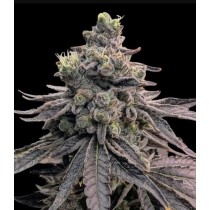 Apple Fritter - Ganja Farmers