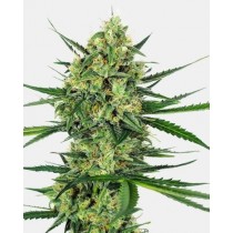 Tangerine Sugar - Sensi Seeds